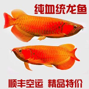 印尼紅龍魚苗價(jià)格多少一條?。河∧峒t龍魚苗價(jià)格