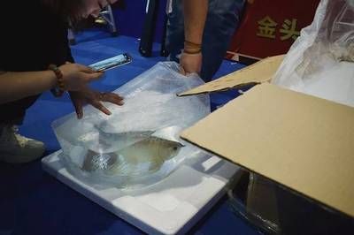 龍魚做眼睛手術(shù)多少錢：龍魚眼睛手術(shù)的費用是多少龍魚眼睛手術(shù)的費用是多少 龍魚百科 第3張