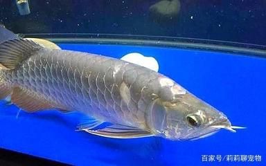 龍魚總撞缸掉鱗：龍魚撞缸掉鱗怎么辦？ 龍魚百科 第2張