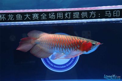 祥龍龍魚專用水族燈：祥龍品牌的龍魚專用水族燈