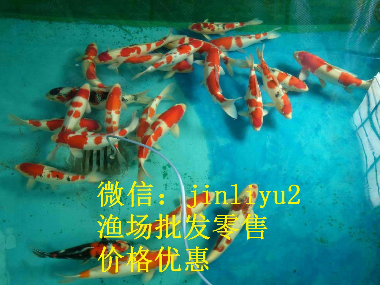 龍魚怎么爬背：金龍魚爬背的方法 龍魚百科