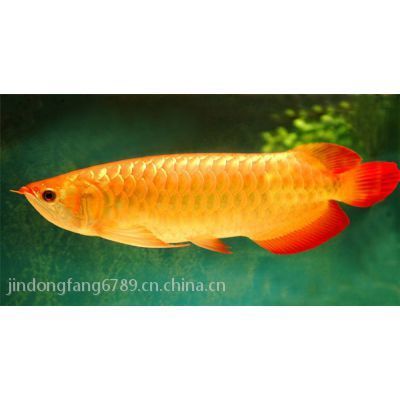 白子紅龍魚批發(fā)：呼和浩特水族批發(fā)市場和西安花鳥魚蟲市場和西安花鳥魚蟲市場 龍魚百科 第4張