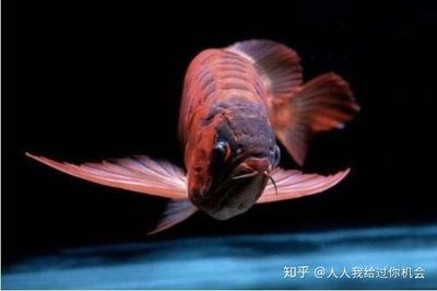 白子紅龍魚(yú)批發(fā)：呼和浩特水族批發(fā)市場(chǎng)和西安花鳥(niǎo)魚(yú)蟲(chóng)市場(chǎng)和西安花鳥(niǎo)魚(yú)蟲(chóng)市場(chǎng)