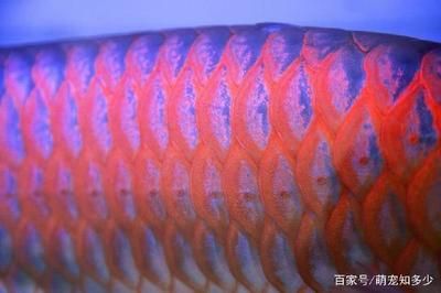 西龍魚缸出水水流聲音大怎么辦?。阂缌鲄^(qū)水流沖擊可能會導(dǎo)致噪音，魚缸水泵減噪方法 龍魚百科 第1張