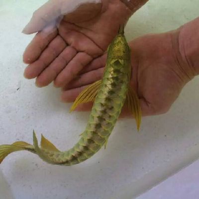 十大龍魚(yú)品牌排行榜最新：2024年的龍魚(yú)缸品牌排行榜