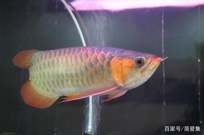 十大龍魚(yú)品牌排行榜最新：2024年的龍魚(yú)缸品牌排行榜