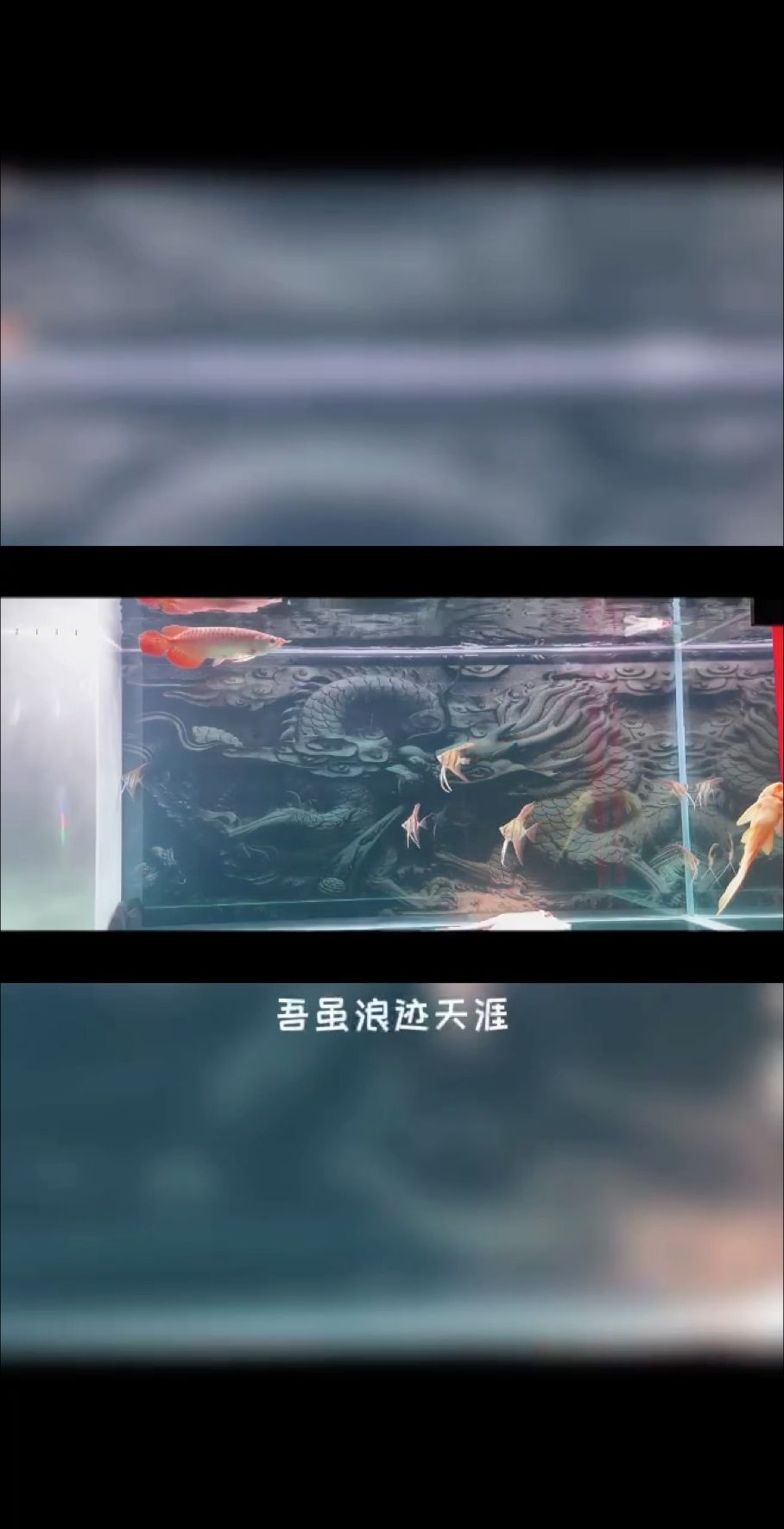 都說(shuō)不能混養(yǎng)，我不信：龍魚玩伴,昆weixin001 觀賞魚論壇