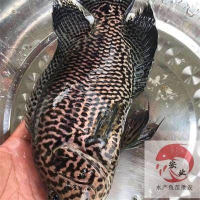 龍魚(yú)撞缸絕食怎么回事：龍魚(yú)撞缸與拒食的原因和解決方法和解決方法龍魚(yú)撞缸