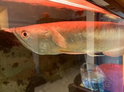 龍魚(yú)撞缸絕食怎么回事：龍魚(yú)撞缸與拒食的原因和解決方法和解決方法龍魚(yú)撞缸