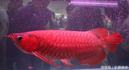 中國最貴紅龍魚7000萬視頻