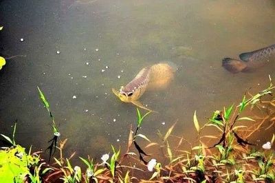 野生龍魚吃什么：野生龍魚的食譜