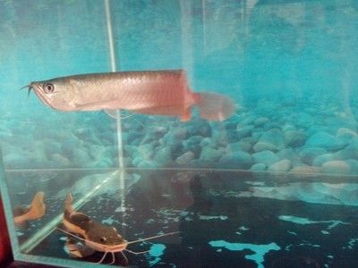 養(yǎng)兩條龍魚的寓意：養(yǎng)兩條龍魚有什么寓意？