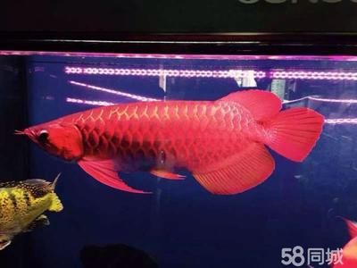 魚缸24小時開燈對龍魚有影響嗎：魚缸24小時開燈對龍魚有影響嗎？ 龍魚百科 第3張