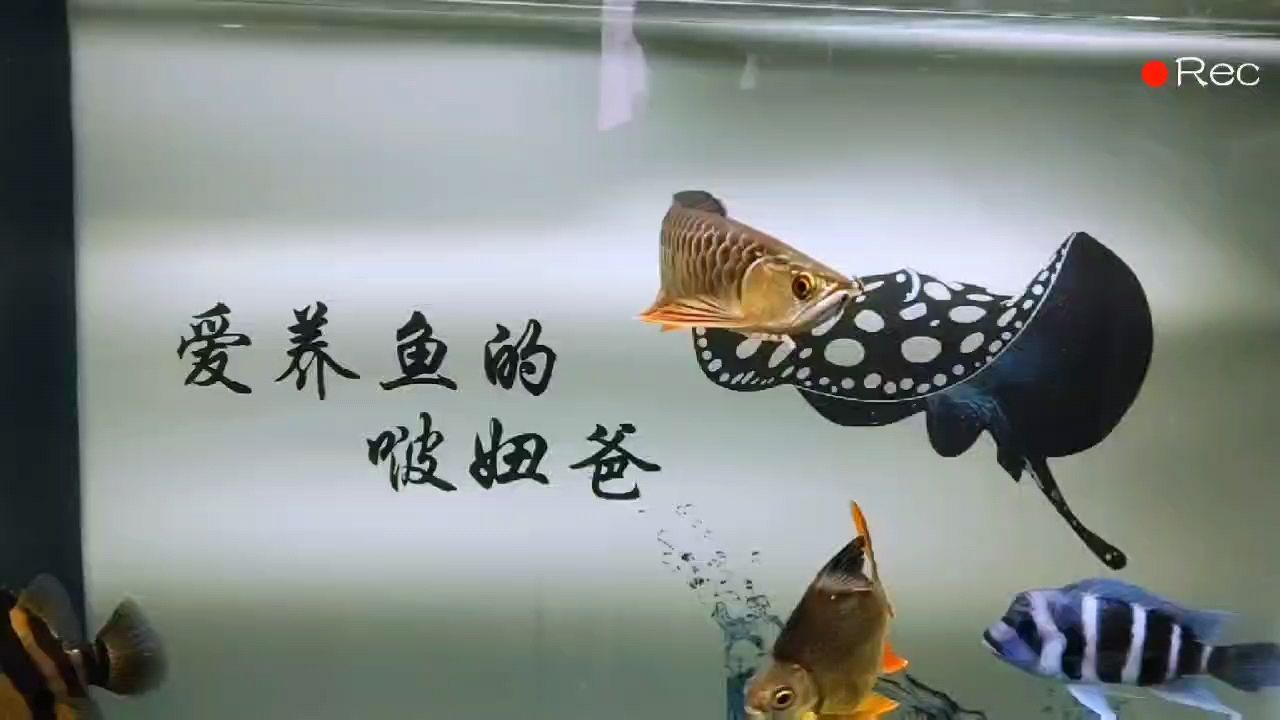 簽到：持續(xù)熱愛,心情魚悅（偶然xy）評論：尾巴,黑沙 觀賞魚論壇