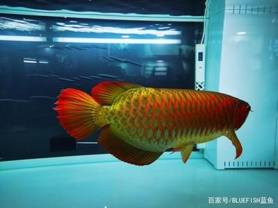 龍魚撞缸后趴缸 龍魚百科 第2張