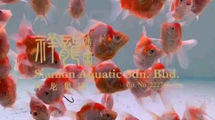 大日玉鯖魚批發(fā)：關于大日玉鯖魚批發(fā)和貨源基地的一些信息