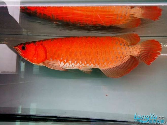 新加坡龍魚(yú)和印尼龍魚(yú)的差別在哪里：新加坡龍魚(yú)和印尼龍魚(yú)有什么區(qū)別？