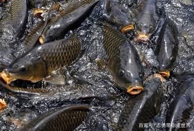 羅非魚可以和龍魚混養(yǎng)嗎：羅非魚和龍魚混養(yǎng)的注意事項