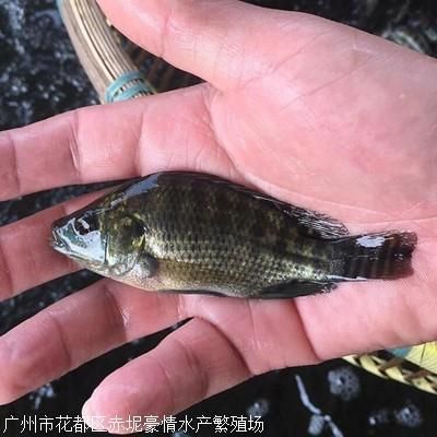 羅非魚可以和龍魚混養(yǎng)嗎：羅非魚和龍魚混養(yǎng)的注意事項