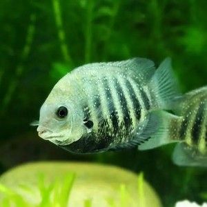 怎樣挑選紅龍魚(yú)好壞：如何挑選紅龍魚(yú) 龍魚(yú)百科 第1張