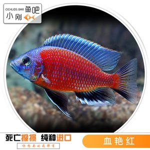 血艷紅龍魚：一條2公斤的特種血紅龍魚被拍賣到了400萬 龍魚百科 第3張