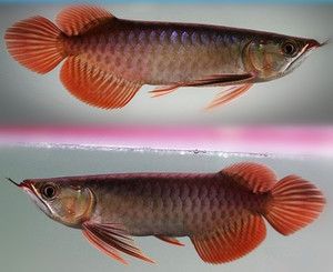 一米二五十寬的魚缸養(yǎng)龍魚好嗎：一龍魚的飼養(yǎng)方法