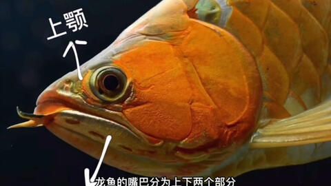 龍魚嘴巴撞破了有一塊肉怎么辦：龍魚嘴巴撞破怎么辦 龍魚百科 第2張