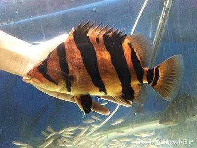 適合與龍魚混養(yǎng)的魚：什么魚適合與龍魚混養(yǎng) 龍魚百科 第3張