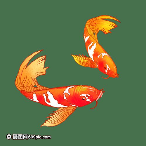 養(yǎng)錦鯉好還是養(yǎng)龍魚好：養(yǎng)錦鯉好還是養(yǎng)龍魚好呢？