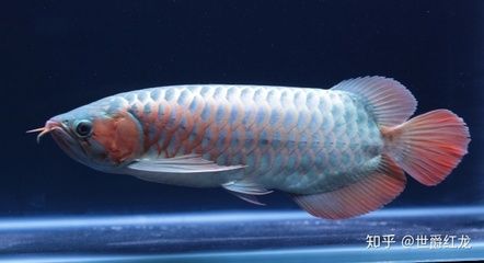 龍魚游在底下是什么原因：龍魚為什么會(huì)游在底下？ 龍魚百科 第2張