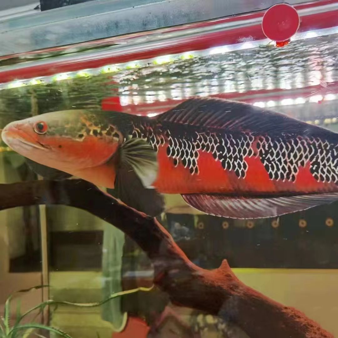 馬拉莫寶石混養(yǎng)龍魚：馬拉莫寶石魚與龍魚混養(yǎng)需要注意什么？