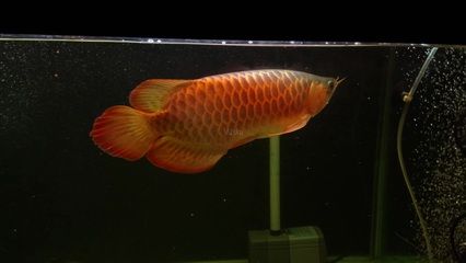 十大金龍魚飼料品牌排行：十大金龍魚飼料品牌排行榜