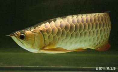 龍魚(yú)治病老三樣升溫多少度？：龍魚(yú)治病的老三樣中，升溫的主要目的是消滅低溫菌和促進(jìn)新陳代謝