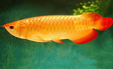 養(yǎng)曼龍魚水溫是多少：養(yǎng)曼龍魚水溫要求及注意事項 龍魚百科 第2張