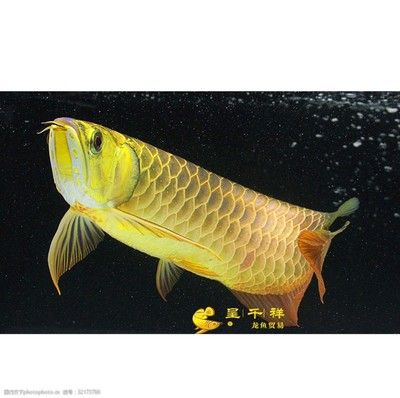 祥龍龍魚官方網(wǎng)站下載：關(guān)于祥龍魚場官方網(wǎng)站下載的問題 龍魚百科 第2張