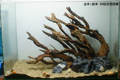 養(yǎng)龍魚放沉木好不好：養(yǎng)龍魚放沉木好還是放沉木好