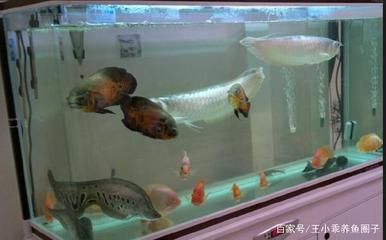 養(yǎng)一條紅龍魚要多大的缸好：關于紅龍魚缸尺寸的一些詳細信息 龍魚百科 第2張