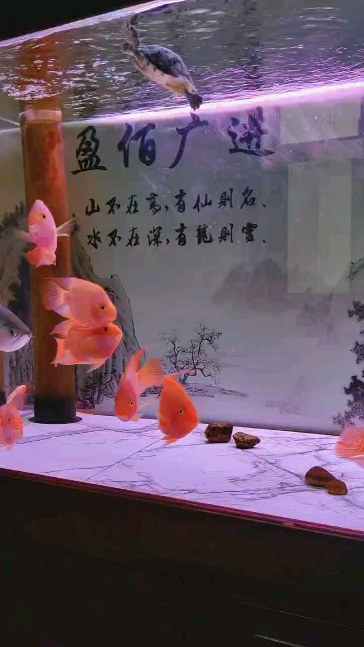 年年有魚：紅紅火火火過大年，祝各位魚友，風(fēng)調(diào)雨順 觀賞魚論壇