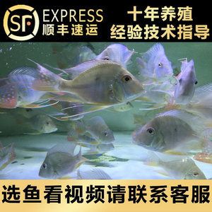 小龍魚(yú)不開(kāi)口的原因：小龍魚(yú)不開(kāi)口怎么辦？