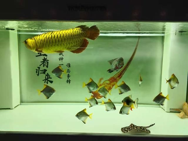 魚缸龍魚配魚技巧：觀賞魚養(yǎng)殖的注意事項(xiàng)觀賞魚養(yǎng)殖的注意事項(xiàng)