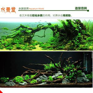 魚缸用沉木黃水對龍魚有影響嗎：沉木對魚的影響 龍魚百科 第3張