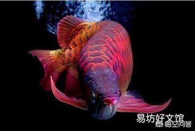 綠皮紅龍魚發(fā)色過程分析圖：\