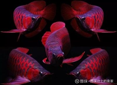 一夜龍魚(yú)舞 民俗：一夜龍魚(yú)舞是什么意思？