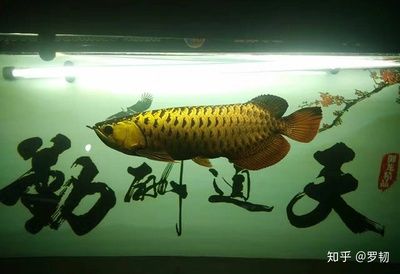 龍魚(yú)魚(yú)缸最佳尺寸圖：龍魚(yú)魚(yú)缸尺寸選擇技巧 龍魚(yú)百科