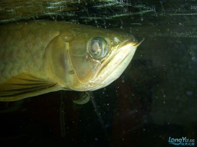 銀板魚混養(yǎng)龍魚：銀板魚可以和龍魚混養(yǎng)嗎