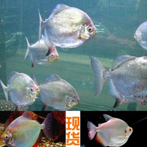 銀板魚混養(yǎng)龍魚：銀板魚可以和龍魚混養(yǎng)嗎