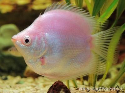 新手養(yǎng)金龍魚怎么解決：養(yǎng)金龍魚的基本知識和技巧金龍魚養(yǎng)殖注意事項(xiàng)