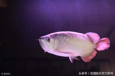 龍魚用什么燈光好：龍魚燈光的選擇指南 龍魚百科 第2張