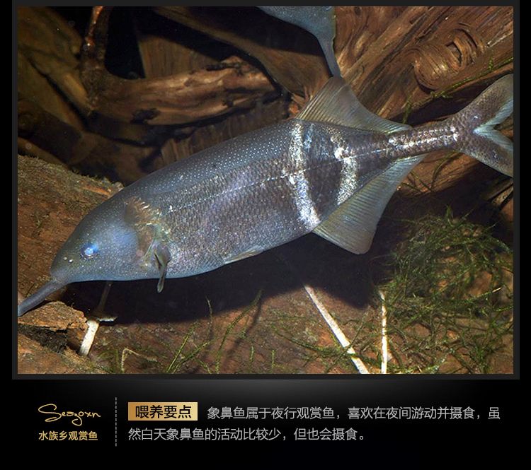 非洲象鼻魚批發(fā)：象鼻魚與其他魚類混養(yǎng)技巧象鼻魚的種類與特征象鼻魚的種類