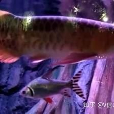 如何從印尼進(jìn)口龍魚(yú)到中國(guó)：從印尼進(jìn)口龍魚(yú)到中國(guó)需要經(jīng)過(guò)一系列的步驟和手續(xù)